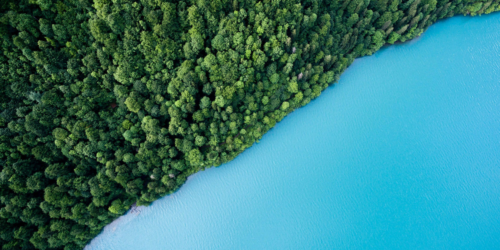 Bird's eye view photography of trees and body of water